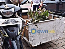 Santainya Tiga Pemuda ini Bawa Ganja dalam Gerobak Motor