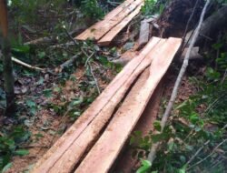 Ditpam BP Batam Berhasil Amankan Pelaku Illegal Logging di Kawasan Hutan Lindung Duriangkang