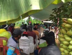 Upaya Ketahanan Pangan ala Polresta, Bentuk ‘Kampong Sanggam Seligi’ di Mangsang Kebun