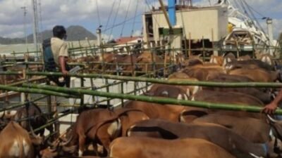 Lonjakkan Hewan Ternak Padati Pelni Jelang Idhul Adha