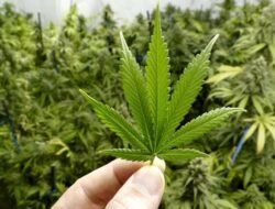 Ada 1 Hektar Ladang Ganja di Perbukitan Bandung