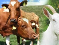 Anies Minta Warga Tak Hadir Saat Kurban