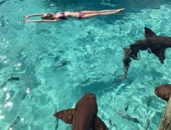 Machado Ditabrak Hiu Saat Adakan Party Ditengah Laut