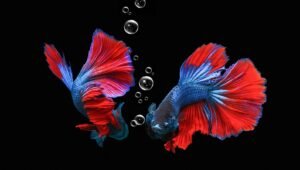 berita terkini batam