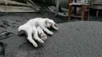 Sadis! Kucing Ditembak Warga dengan Senapan Angin