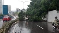 Akibat Pohon Tumbang, Akses Jalan Terowongan Sei Panas Tertutup