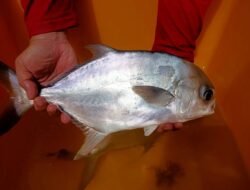 Bawal Bintang Hybrid Jadi Ikan Mahal Asal Batam Menembus Pasar Internasional