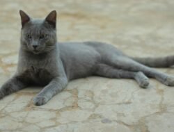 Si Busok, Kucing Ras Indonesia Asal Madura