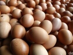 Bakteri Salmonella Ditemukan, Bandar Telur di Malaysia Langsung di Investigasi