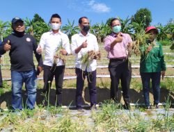 Ikut Panen Bawang di Nongsa, Ketua PBB : Saya Bangga, Bibitnya dari Kampung Saya Brebes