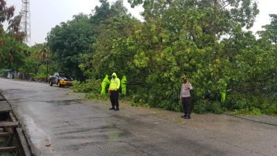 evakuasi pohon tumbang