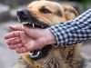 Puskesmas Tak Punya Vaksin Rabies, Seorang Bocah Tewas Tergigit Anjing