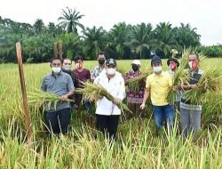 Kunjungi Desa Brohol, Bupati Batu Bara Turun ke Sawah dan Pantau Pengolahan Pupuk Kandang