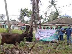 PT Timah Bagikan 32 Ekor Hewan Kurban di Kepri dan Riau