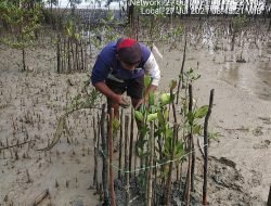 Cegah Abrasi Pantai, PT Timah Kembali Tanam Mangrove di Desa Kundur