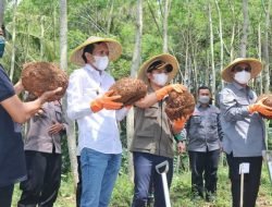 Panen Raya Porang di Trenggalek, ini Pesan Wamentan