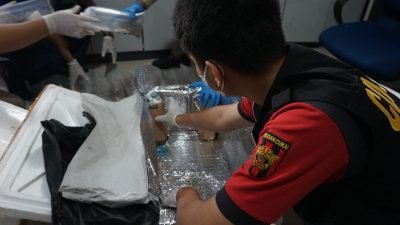 Bea Cukai Kepri Berhasil Gagalkan Penyeludupan Benih Lobster Sebanyak 12500 Ekor