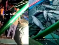 Viral! ABK Perlihatkan Hasil Tangkapan Lumba-lumba Bermoncong Panjang