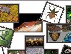 88 Spesies Baru Biodivesitas Ditemukan di Indonesia