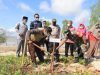 Cegah Abrasi, PT Timah Tanam 300 Batang Cemara Laut di Pantai Asmara Dewi