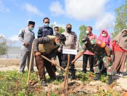 Cegah Abrasi, PT Timah Tanam 300 Batang Cemara Laut di Pantai Asmara Dewi