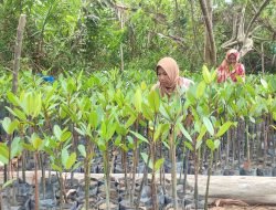 PT Timah Tbk Dukung Budidaya Mangrove Kelompok Nelayan Batu Tuan
