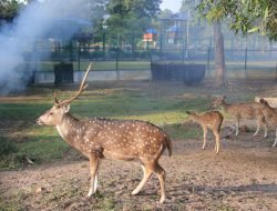 Kementrian ESDM Mengapresiasi Penangkaran Rusa di Mini Zoo Kundur Park Milik PT Timah Tbk