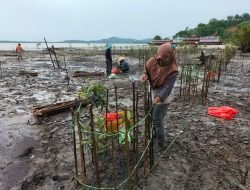 Bersama Warga Teluk Salak, PT Timah tanam 5000 Bibit Mangrove di Pantai Teluk Salak