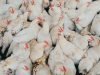 Akibat Krisis Ayam, RI Ekspor 50 Ton Produk Ayam ke Singapura
