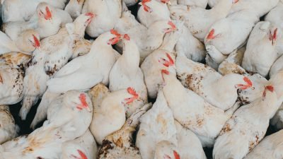 Akibat Krisis Ayam, RI Ekspor 50 Ton Produk Ayam ke Singapura