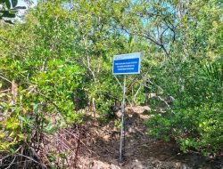 Jaga Kelestarian Mangrove, PT Timah Tbk Berikan Edukasi Budidaya Mangrove bagi Warga Pulau Stunak