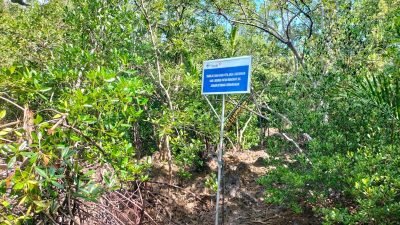 Jaga Kelestarian Mangrove, PT Timah Tbk Berikan Edukasi Budidaya Mangrove bagi Warga Pulau Stunak