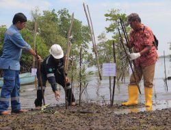 Jaga Kelestarian Mangrove, PT Timah Tbk Kembali Tanam Ratusan Mangrove di Pulau Setunak