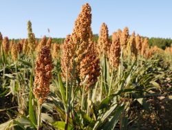 Sorgum Sebagai Pengganti Gandum