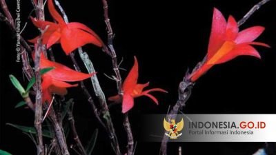 Subspecies Anggrek Baru Ditemukan di Raja Ampat