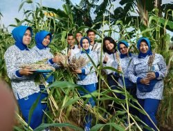 Dukung Ketahanan Pangan Lanal Karimun Panen Sorgum