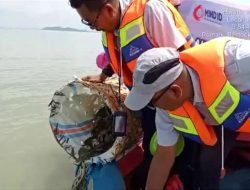 PT Timah Tbk Lepaskan 600 Ekor Bibit Kepiting di Pantai Kundur