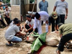 Rayakan Idul Adha, Rival Pribadi Kurban 5 Ekor Sapi di Sekupang dan BLP