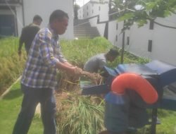 Sawah Media Cocopeat Hasilkan Gabah Kering Kualitas Tinggi