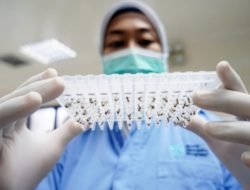 Wolbachia, Lumpuhkan Virus Dengue di Tubuh Nyamuk