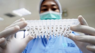 Wolbachia, Lumpuhkan Virus Dengue di Tubuh Nyamuk