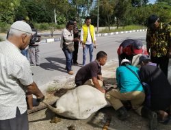 DPD Partai Golkar Kabupaten Karimun Sembelih 2 Ekor Sapi