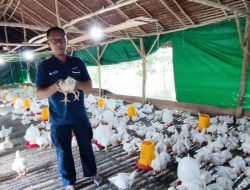 Jadi Mitra Binaan PT Timah Tbk, Usaha Ternak Ayam Potong Iyan Wahyudi Makin Melesat