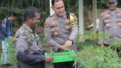 Camat Singkep Barat Panen Cabe Bersama Kapolres Lingga