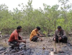 Rawat Mangrove, PT Timah Tbk Lakukan Penyulaman 2500 Bibit Mangrove di Kundur