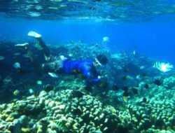 Mengeksplorasi Kekayaan Dalam Laut: BRIN Dorong Riset dan Perlindungan Ekosistem