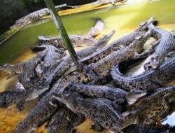 13 Ekor Buaya Mati di Bekalang Kantor LH, Kadis LH: Kami Masih Menunggu Surat Rekomendasi BKSDA Batam