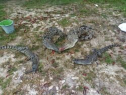 DLH Lingga Pindahkan 9 Buaya Ini ke Batam