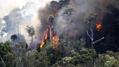 Gawat !! Terjadi Kebakaran Hutan di SP3 Kerandin