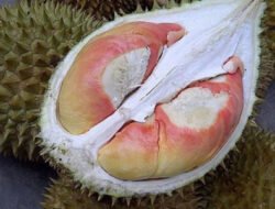 Durian: Kekayaan Indonesia yang memiliki Berbagai Jenis di Nusantara